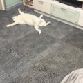 連休中、部屋の隅を見たらネコが…まるで休日のお父さん『面白すぎる寝…