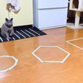 【やってみた】猫が思わず入っちゃう「猫ホイホイ」