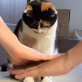 飼い主たちが猫の前で『円陣』を組んでみたら……とんでもなく尊い『まさか…
