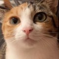 猫と『おしゃべり』してみたら…一生懸命話しかけてくる光景が可愛すぎ…