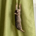 猫が『カーテン登り』をしたがる理由4つ　防ぐための対策方法や正しいやめ…