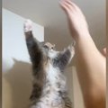 同じ格好をして遊んでいる猫と旦那→微笑ましすぎる『戦いの様子』に「…