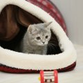 猫ドームの特徴や選び方、入ってくれない理由