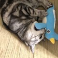 猫のストレス解消法４つ