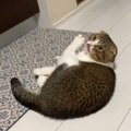 お料理中の飼い主さんを健気に待つ猫さん