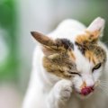 猫の目にゴミが入っている時の取り方と注意点