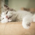 夏になると猫の寝場所に変化が…猫が暑くなると寝場所を変える３つの理由