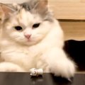 猫が『バスボールの中から誕生した子猫』を見たら…まさかの"激臭…