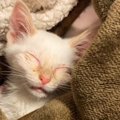 獣医から『今夜が山かもしれない』と告げられた子猫→お願い『生きて』…