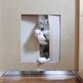 『猫は頭が入れば通り抜けられる？』検証した結果…奮闘する姿に思わず…