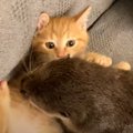 カワウソが『待ち伏せ』をしていると、子猫がやって来て……2匹の平和すぎる…