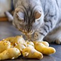 猫が食べると命に関わる『危ない野菜』4選　与えてはいけない理由や口にし…