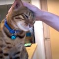 猫さんたちにモテモテのパパさん♪甘える理由は…？