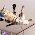 ねこじゃらしで遊ぶネコ→スローモーションで見てみると…運動神経が良…