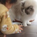 『1歳の息子』が『大型猫のお世話』を手伝った結果…『本当の兄弟』の…