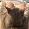 ママの膝の上でくつろぐ猫→あまりにも可愛すぎる『体勢』に２万いいねの反…