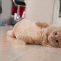 猫がする『甘えている』とは限らない行動4選　勘違いしやすいサインや…