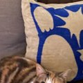 トイレから戻った猫の飼い主さん→椅子の上を見てみたら…愛猫が見せた『た…