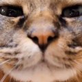 猫の口元までカメラを近づけた飼い主さん→ゆっくりと引いていくと…「…