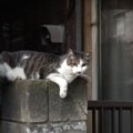 懐いた野良猫と約2年ぶりに再会した結果…まさかの反応が感動的すぎると62…