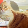 猫の『ヒゲを絶対に切ってはいけない』３つの理由