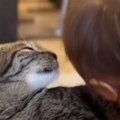 ソファでくつろぐ猫→『赤ちゃん』が顔を近づけて甘えてきた結果…『ま…