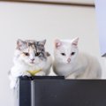 猫が飼い主を『高い場所から見下ろす』3つの心理　行動からわかるサインと…