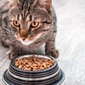 偏食ぎみの猫は食べてくれるものだけあげていてもいいの？