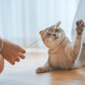 猫を虜にさせる『猫じゃらしの使い方』3つのポイント　ただ振るだけじ…