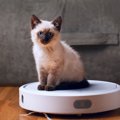 猫を危険にさらす『家電』5選！理由や知っておくべき対処法とは