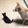 子猫のベビーシッターをする心優しい柴犬…『本当の親子のような2匹の光景…