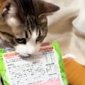 おやつが食べたい猫→目の前まで運んでくると…飼い主仰天の『策士すぎ…