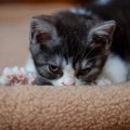 猫が飼い主を『大きな猫』だと思っているときのサイン5選　認められて…
