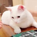 お見送りから始まり…猫ちゃんの忙しい１日に密着！