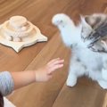 人間の赤ちゃんと初めて会った子猫の反応は？……微笑ましすぎる『初対…