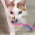 おもちゃをくわえて『飼い主のもとに向かう猫』→次の瞬間…とんでもない展…