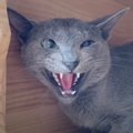 『心を閉ざした元繁殖猫』に同じ境遇だった先輩猫が近づいたら…驚きの…