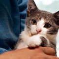 猫が『やけど』をしたときの症状3選と対処法　起きやすいシチュエーシ…