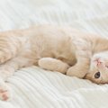 猫がして欲しい事を察する事が大切！よくする要求のサインとは？