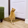 猫が「閉まったドア」を嫌うのは、“恐怖の3C”のせい？米国の専門家がその…