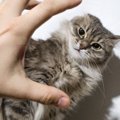 猫を叱る時にやっちゃダメ！６つのNG行為