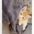『パジャマの上でくつろぐ子猫』を発見→近づいてみた結果……「破壊力えぐい…