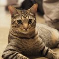 猫が大好きな人に見られる５つの共通点