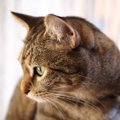 猫の目に飼い主はどう映ってる？猫目線で考える『4つの捉え方』