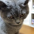 猫が『不機嫌』になってしまう理由５選！機嫌が悪い時、猫はどんな仕…