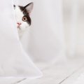 知らない人に猫が怯える4つの理由