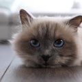 猫暮らしでは避けたほうがいい『NGな床』4選　トラブル回避の改善方法も