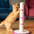猫との生活でよくある『困った行動』5選　思わず頷くあるあるから対処…