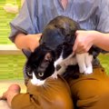 白黒ネコとママが初めて一緒にお風呂に入った結果→思わず笑ってしまう『ま…