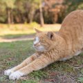 猫がグーッと『体を伸ばしている』ときの心理4つ　行動の意味や体にも…